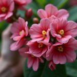 Rhodo simsii : le guide ultime pour cultiver et entretenir votre plante avec succès