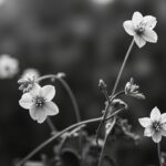 Cafard de jardin noir et blanc : guide complet pour le reconnaître et agir efficacement