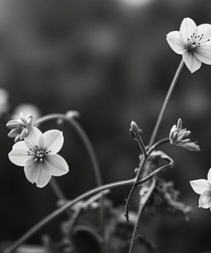 Cafard de jardin noir et blanc : guide complet pour le reconnaître et agir efficacement